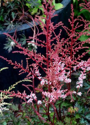 Astilbe chinensis