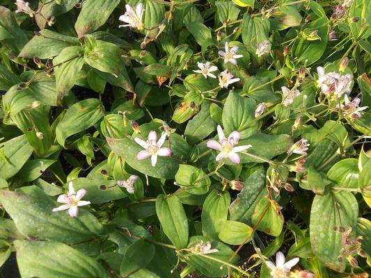 Tricyrtis 'Tojen' - Toad Lily from Rush Creek Growers