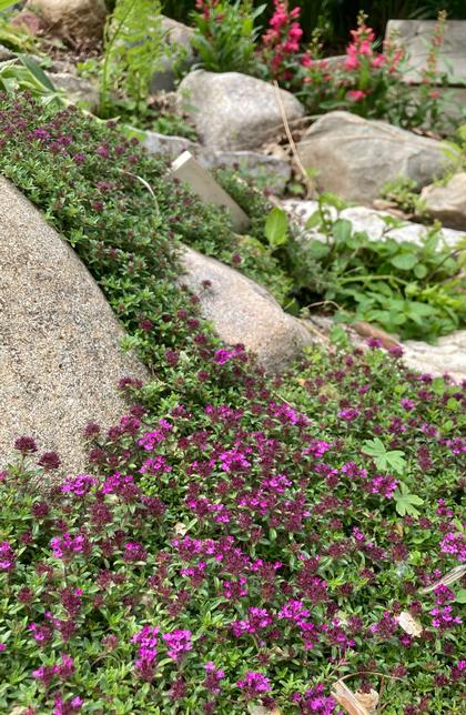 Thymus praecox coccineus - Red Creeping Thyme from Rush Creek Growers