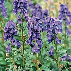 Aconitum carmichaelii Arendsii