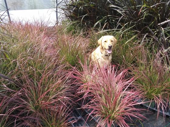 Pennisetum 'Fireworks' - from Rush Creek Growers