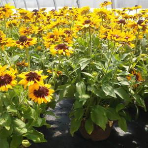 Rudbeckia Denver Daisy