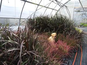 Pennisetum 'Magesty, Fireworks, Noble'