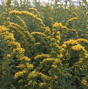 Solidago Fireworks