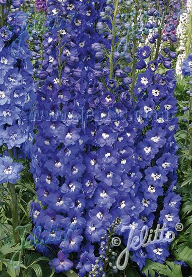 Photo courtesy of Jelitto of Delphinium elatum F1-Hybr 'New Millennium Royal Aspirations