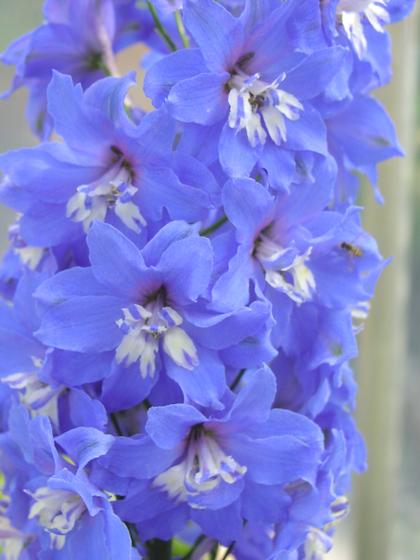 Photo of Delphinium elatum F1-Hybr 'New Millennium Royal Aspirations