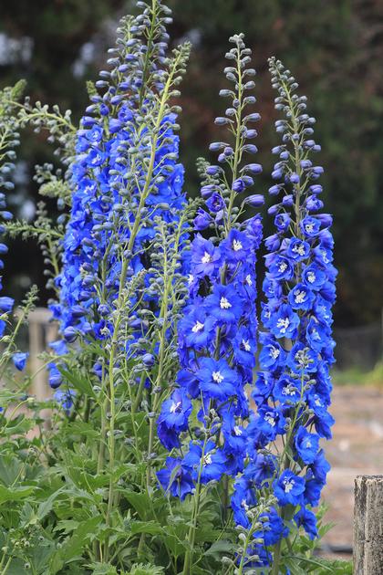 Photo of Cobalt Dreams courtesy of Select Seeds