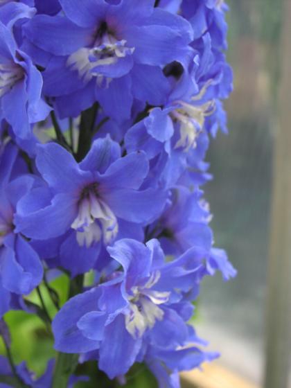 Delphinium elatum F1-Hybr 'New Millennium Royal Aspirations