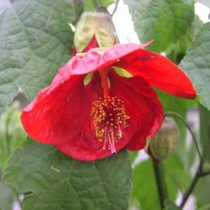 Abutilon Lucky Lantern® Red