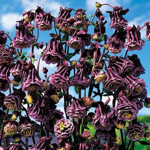 Aquilegia