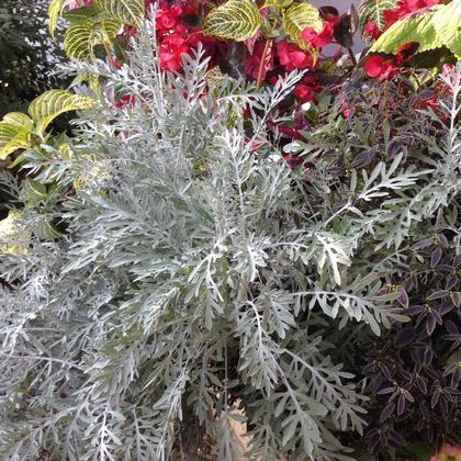 Centaurea 'Colchester White' - from Rush Creek Growers