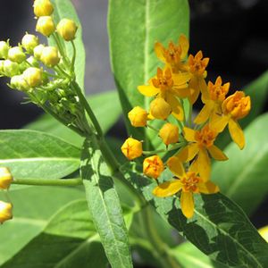 Asclepias curassavica