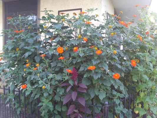 Tithonia rotundifolia 'Torch' - from Rush Creek Growers