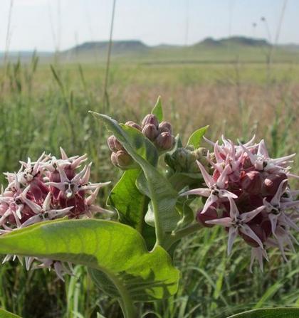 Photo courtesy of Prairie Moon Nursery