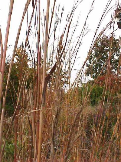 Courtesy Missouri Botanical Garden Plant Finder