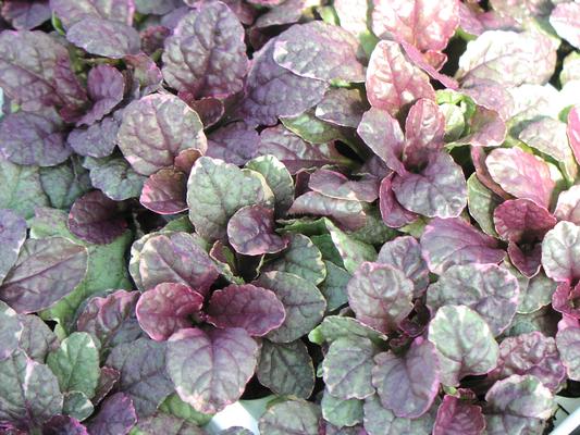 Ajuga