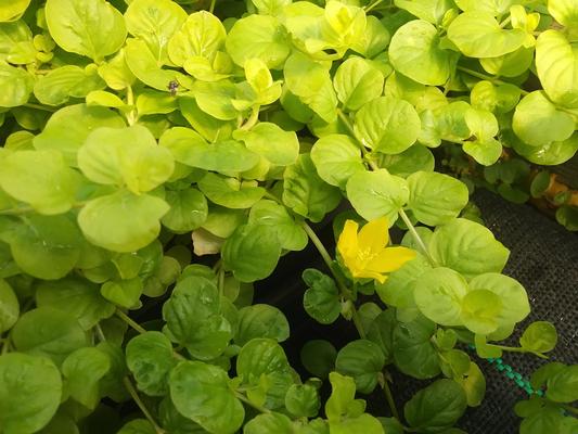 Lysimachia nummularia 'Goldilocks' - Moneywort from Rush Creek Growers