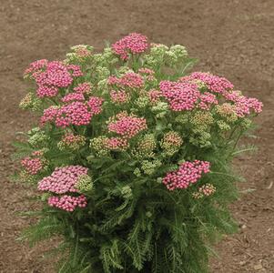 Achillea Pink Grapefruit