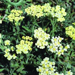 Achillea King Edward