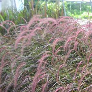 Pennisetum setaceum Rubrum