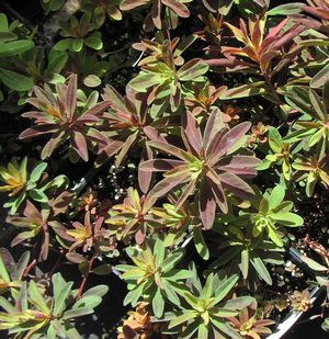 Euphorbia polychroma