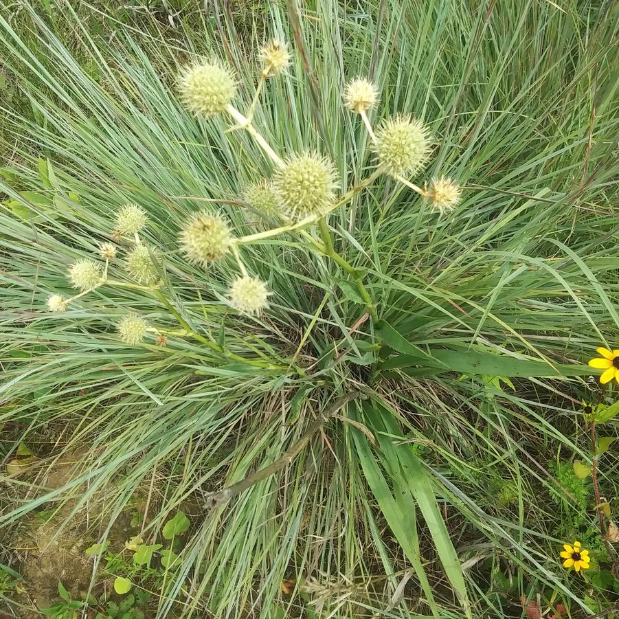 Eryngium yuccifolium - Rattlesnake Master from Rush Creek Growers