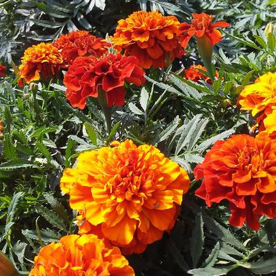 Marigold Fireball