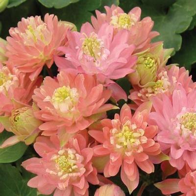 Aquilegia