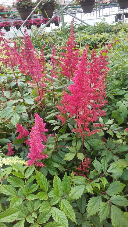 Astilbe japonica