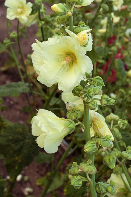 Alcea rosea