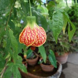 Abutilon Biltmore Ball Gown