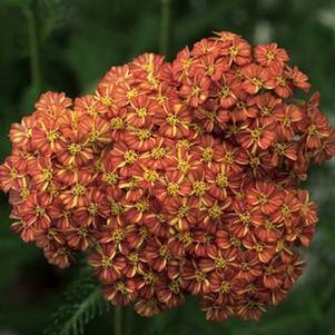 Achillea Desert Eve Terracotta