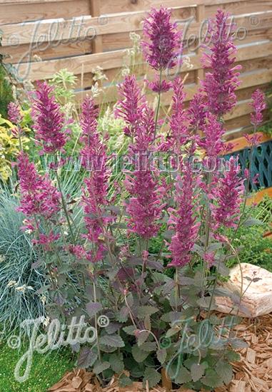 Agastache