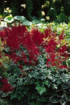 Astilbe arendsii