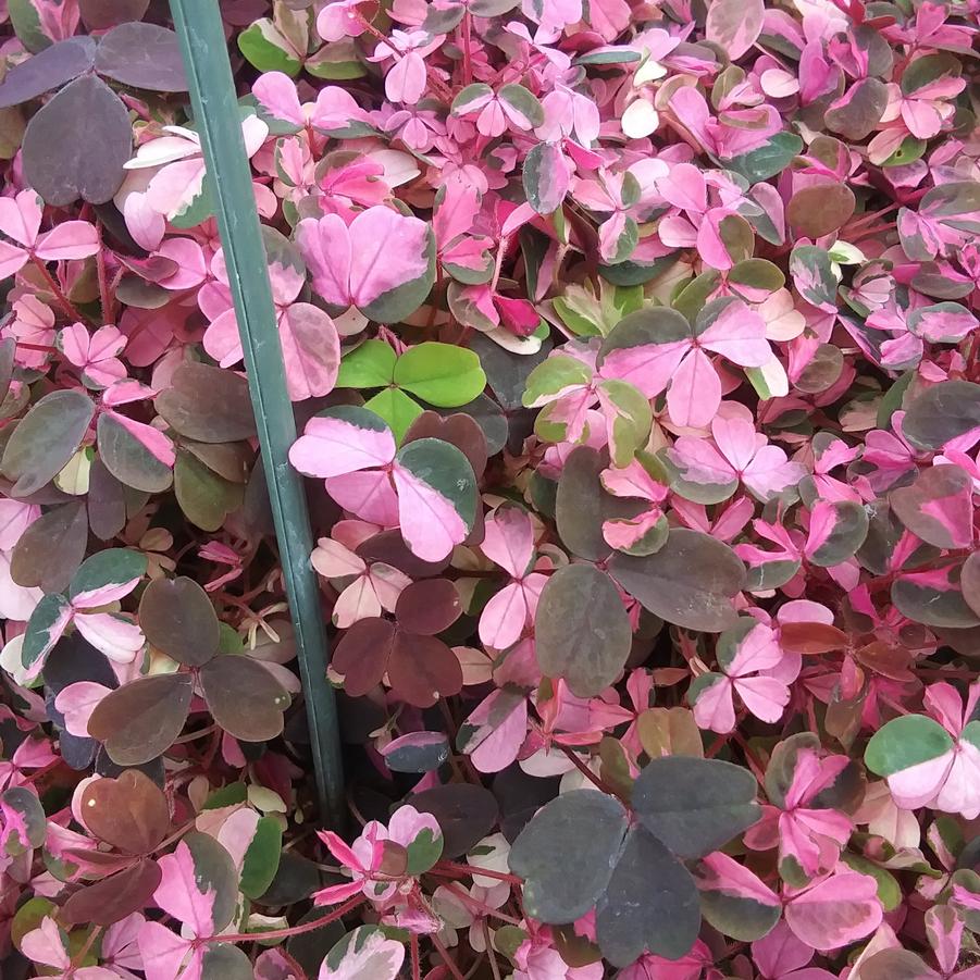Oxalis vulcanicola 'Plum Crazy' - from Rush Creek Growers