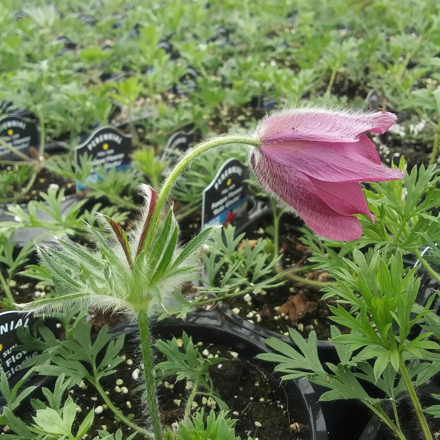 Pulsatilla vulgaris 'Rote Glocke (Red Bells)' - Pasque Flower from Rush Creek Growers