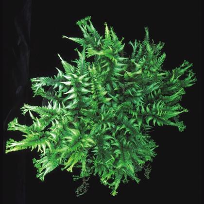 Athyrium niponicum var. pictum