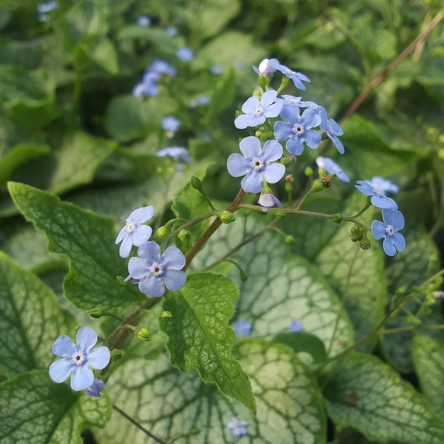 Brunnera 'Sea Heart' - from Rush Creek Growers