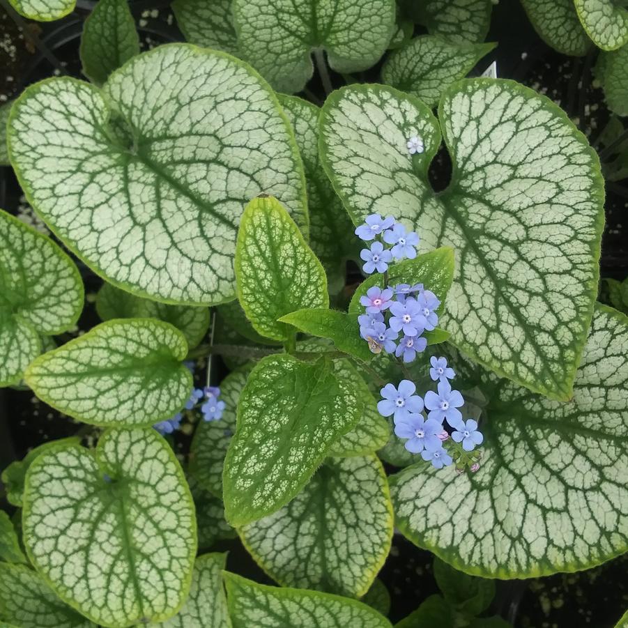 Brunnera 'Sea Heart' - from Rush Creek Growers