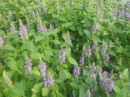 Agastache hybrida