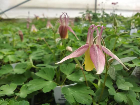 Aquilegia flabellata 'Black Current Ice' - from Rush Creek Growers