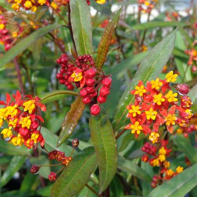 Asclepias curassavica Silky Deep Red