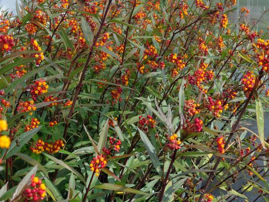 Asclepias curassavica