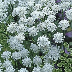 Ammi majus