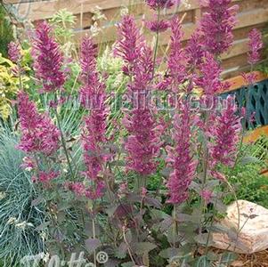 Agastache Bolero