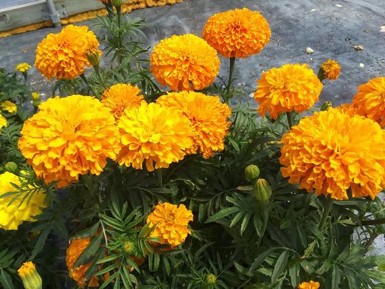 Marigold 'Narai Orange' - from Rush Creek Growers