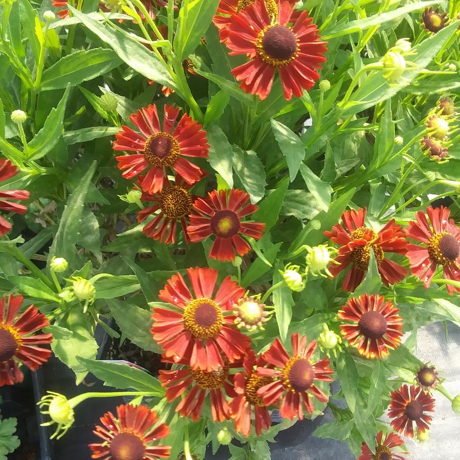 Helenium autumnale 'Mariachi™ Siesta' - Sneezeweed from Rush Creek Growers