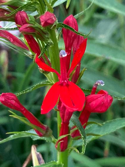 Lobelia cardinalis - Cardinal Flower from Rush Creek Growers