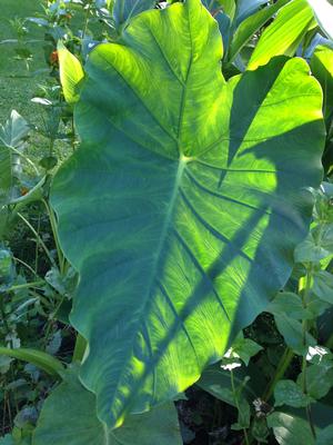 Alocasia odora