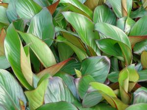 Ensete maurelii